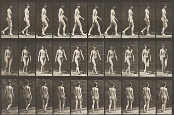 EADWEARD MUYBRIDGE (1830-1904) A selection of 4 plates from Animal Locomotion.